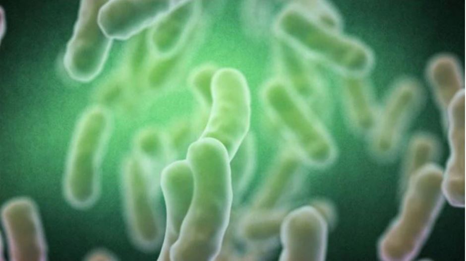 Legionella Bacteria graphic