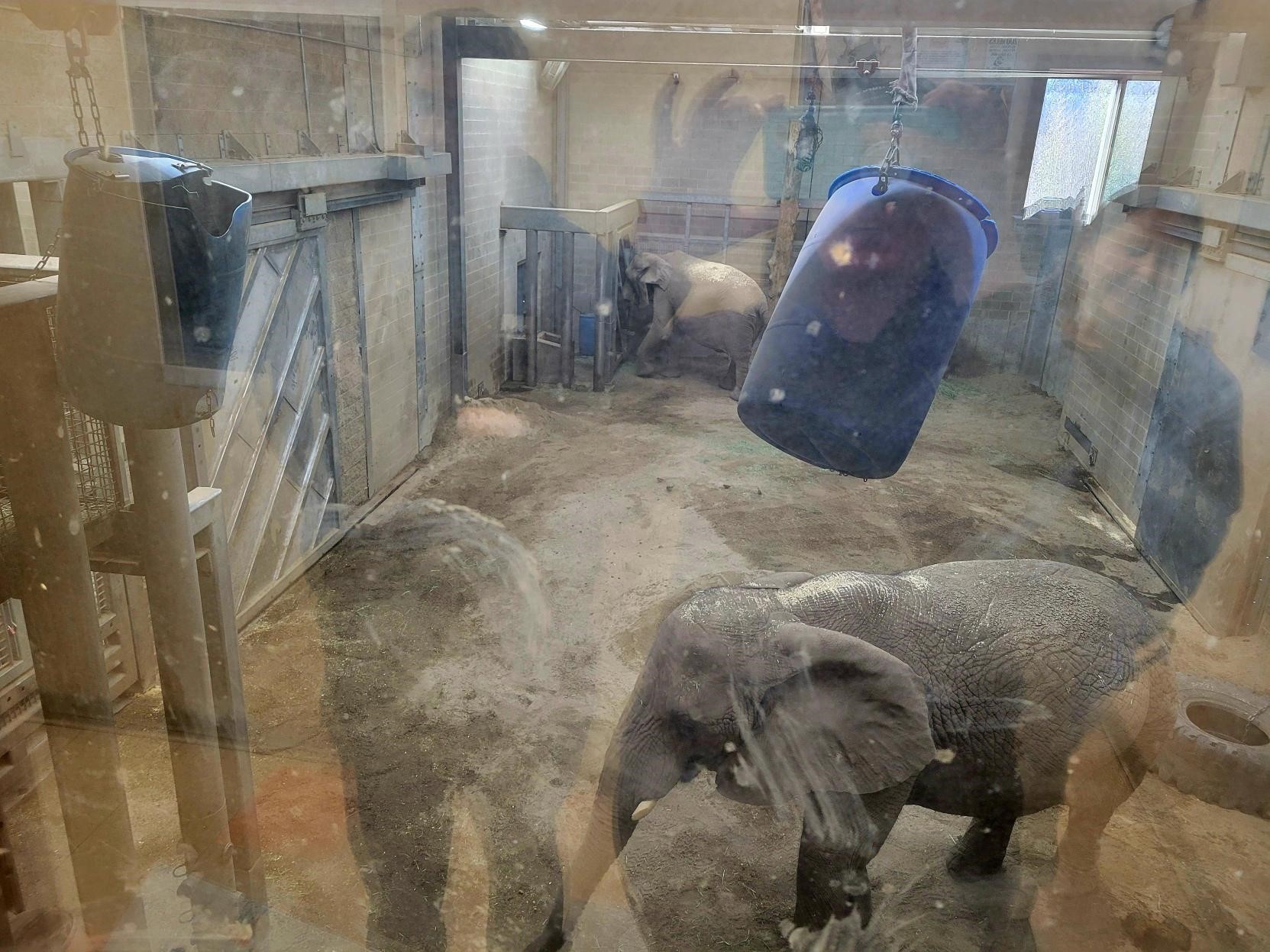 elephants at Roger Williams Park Zoo