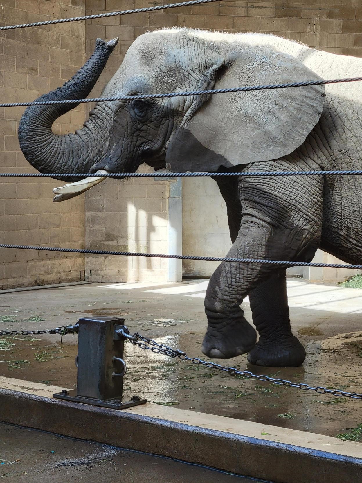 elephant at Roger Williams Park Zoo